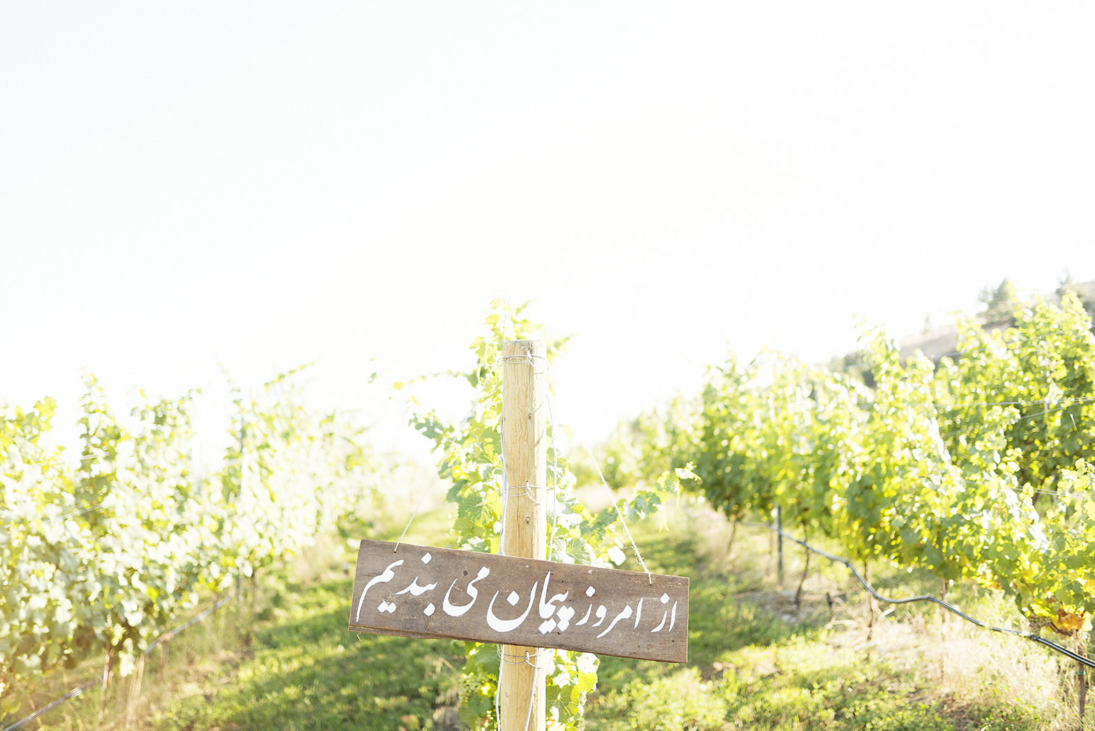 Canadawedding511